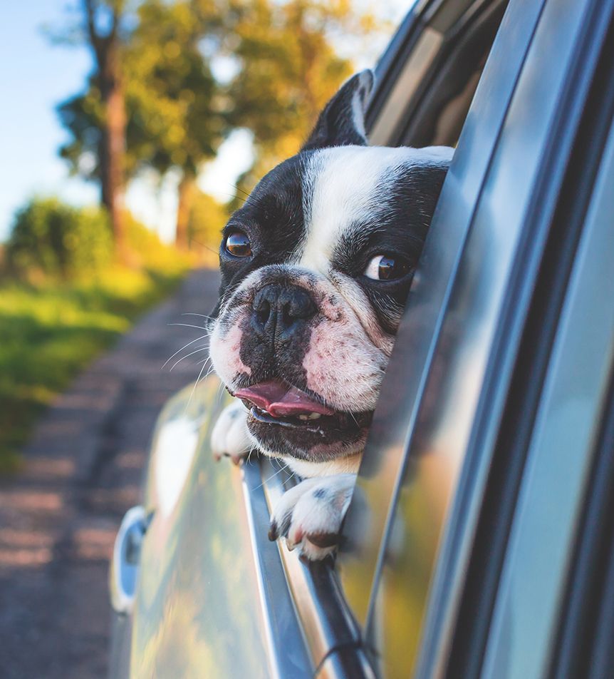 Dog enjoying car